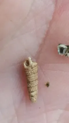 Cerithiopsis stejnegeri thumbnail 2