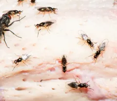 Waltzing Fly thumbnail 3