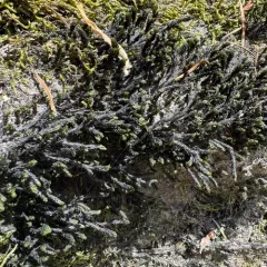blackmat splashzone moss thumbnail 4