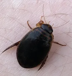 Woodland Predaceous Diving Beetle thumbnail 3