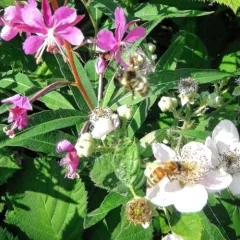 Yellow-fronted Bumble Bee thumbnail 3