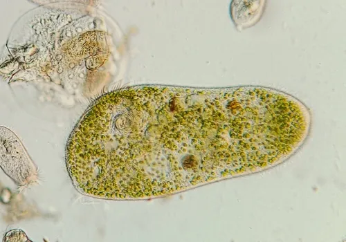 Stentor polymorphus