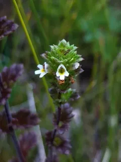 Small Eyebright thumbnail 2