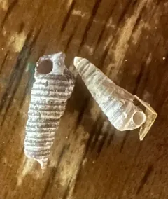Adams's Miniature Cerith thumbnail 2