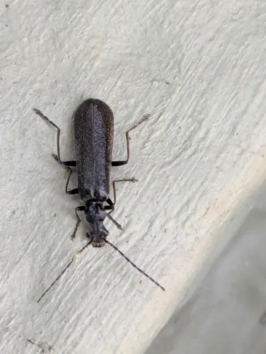 Treehugger Soldier Beetle