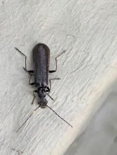 Treehugger Soldier Beetle thumbnail 1