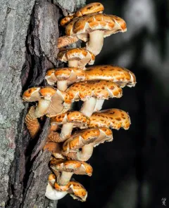 Pholiota limonella thumbnail 4