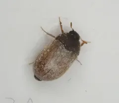 Brown Carpet Beetle thumbnail 4