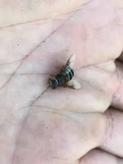 Bog-dwelling Drone Fly thumbnail 2