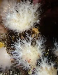 Discophyton rudyi thumbnail 4