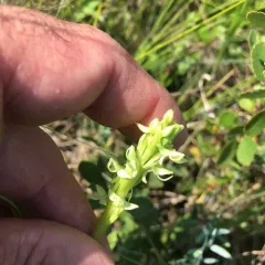 green bog orchid thumbnail 3