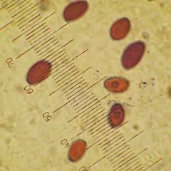 Coprinellus saccharinus thumbnail 4