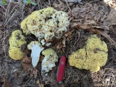Ramaria rasilispora thumbnail 4