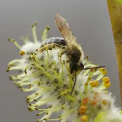 Miserable Mining Bee thumbnail 2