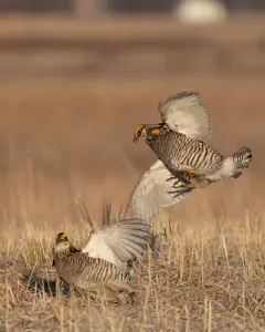 Greater Prairie-Chicken thumbnail 4