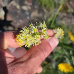 foothill deathcamas thumbnail 4