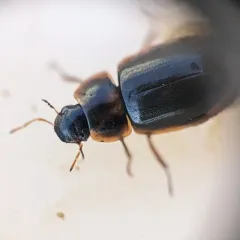 Helochares punctatus thumbnail 2