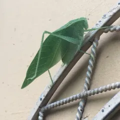Greater Anglewing thumbnail 3