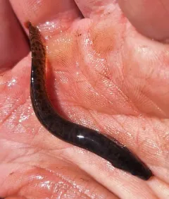 Oriental Weatherfish thumbnail 4