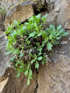 Basalt Fleabane thumbnail 2