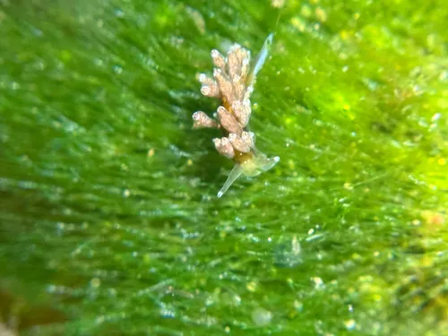 Eubranchus scintillans