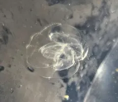 Sea Walnut thumbnail 3