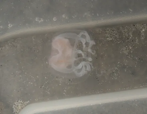 Catablema vesicarium