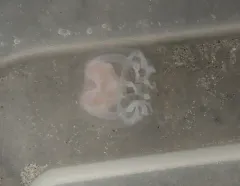 Catablema vesicarium thumbnail 1