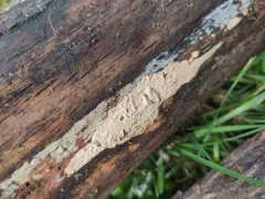 Dichostereum pallescens thumbnail 3