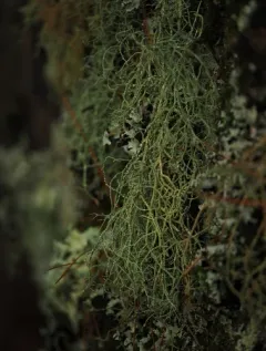 Warty Beard Lichen thumbnail 1
