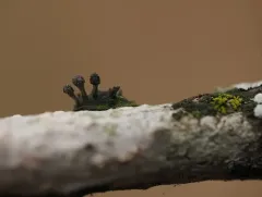 Bug Sputnik thumbnail 1