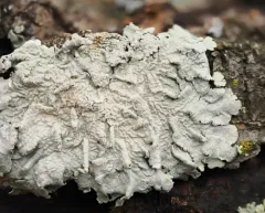 Texas Shield Lichen thumbnail 4