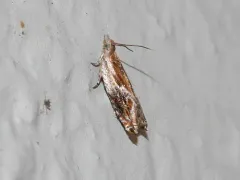Ancylis brauni thumbnail 4