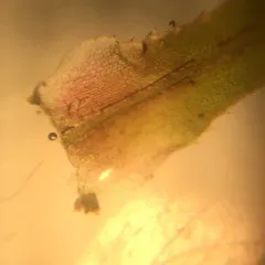 southern waternymph thumbnail 4