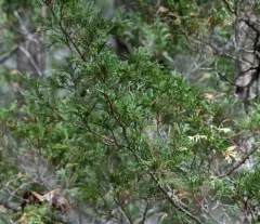 Atlantic white cedar thumbnail 4