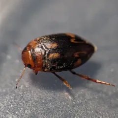 Neoporus undulatus thumbnail 4