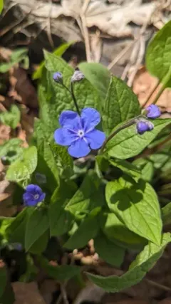 Blue-eyed-Mary thumbnail 3