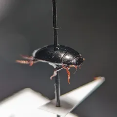 Agabus semipunctatus thumbnail 2