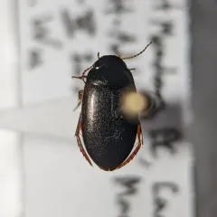 Agabus strigulosus thumbnail 2