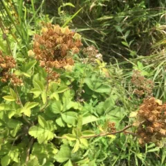 Tall Cinquefoil thumbnail 3