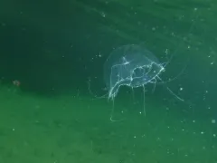 Mitrocomella polydiademata thumbnail 3
