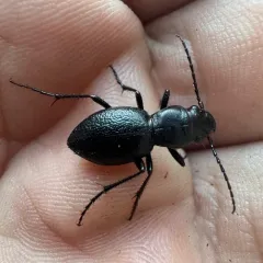 Audouin's Night-stalking Tiger Beetle thumbnail 4