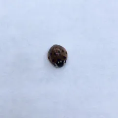 Fifteen-spotted Lady Beetle thumbnail 4