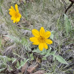 silky balsamroot thumbnail 4