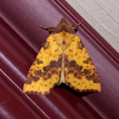 Pink-banded Sallow thumbnail 2