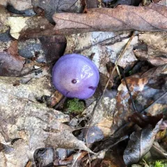 Viscid Violet Cort thumbnail 2