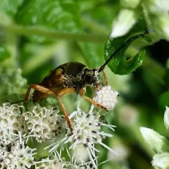 Banded Longhorn Beetle thumbnail 3