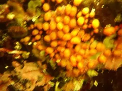 Taylor's Social Tunicate thumbnail 1