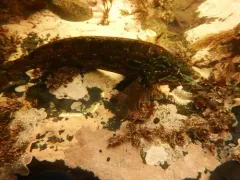 Masked Greenling thumbnail 4