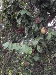 Quince thumbnail 1